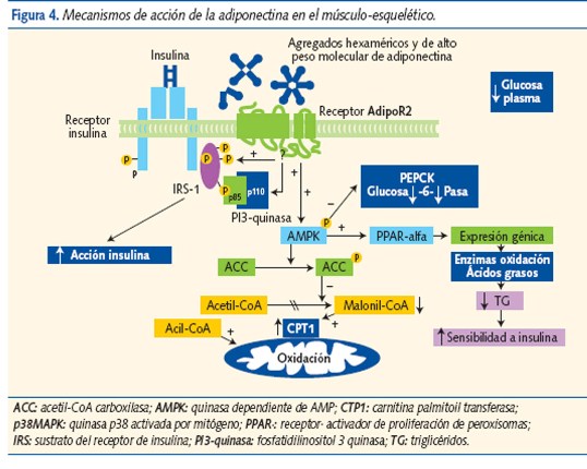 Figura 4. Mecanismos de acción de la adiponectina en el músculo-esquelético.